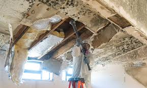 Reliable Fayetteville, GA Mold Removal Solutions